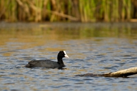 01 Fulica atra  (Folaga)